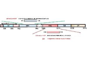 Schematic representation of HCoV S protein. (SARS-CoV-2 Spike Peptide)