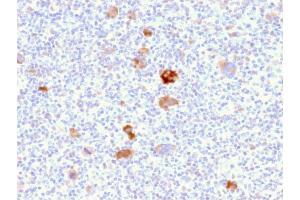 SDS-PAGE Analysis Purified Bcl-x Mouse Monoclonal Antibody (BCL2L1/2406). (BCL2L1 antibody  (AA 1-135))