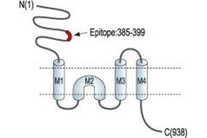 Representative domain view of the target of ABIN7885054.