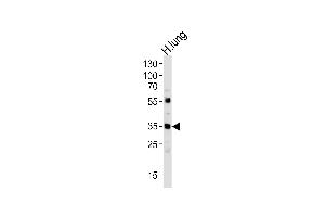 Western blot analysis of lysate from human lung tissue lysate, using MF Antibody (C-term) 940b. (MFAP4 antibody  (C-Term))