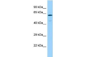 Host: Rabbit Target Name: GMCL1 Sample Type: Fetal Brain lysates Antibody Dilution: 1. (GMCL1 antibody  (N-Term))