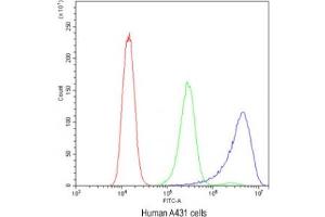 Flow cytometry testing of human A431 cells with Ataxin-2 antibody at 1ug/10^6 cells (blocked with goat sera) (Ataxin 2 antibody  (C-Term))