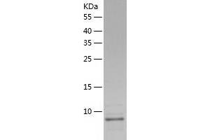 Western Blotting (WB) image for Guanine Nucleotide Binding Protein (G Protein), gamma 11 (GNG11) (AA 1-70) protein (His tag) (ABIN7286665) (GNG11 Protein (AA 1-70) (His tag))