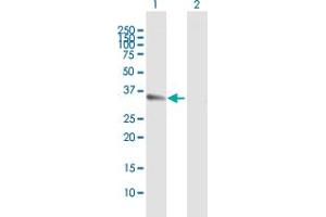 Western Blot analysis of CCND1 expression in transfected 293T cell line by CCND1 MaxPab polyclonal antibody. (Cyclin D1 antibody  (AA 1-295))