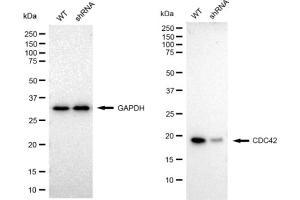 Western blotting analysis using CDC42 antibody (ABIN7798013).