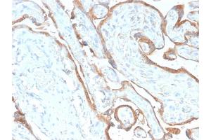Formalin-fixed, paraffin-embedded human Placenta stained with EGFR-Monospecific Recombinant Rabbit Monoclonal Antibody (GFR/2968R). (Recombinant EGFR antibody)