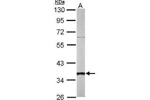 WB Image Sample (50 ug of whole cell lysate) A: mouse liver 10% SDS PAGE antibody diluted at 1:1000 (SGTA antibody  (Center))