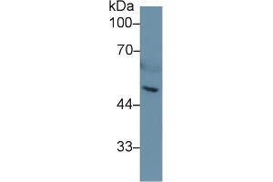 Western Blot; Sample: Mouse Serum; Primary Ab: 1µg/ml Rabbit Anti-Mouse HPA Antibody Second Ab: 0. (HPSE antibody  (AA 27-101))