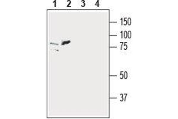 SLC39A6 antibody  (Extracellular, N-Term)