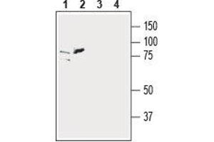 Western blot analysis of human SH-SY5Y (lanes 1 and 3) and human K562 chronic myelogenous leukemia (lanes 2 and 4) cell line lysates: - 1,2. (SLC39A6 antibody  (Extracellular, N-Term))