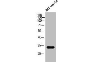 Western Blot analysis of RAT-musle cells using Phospho-DARPP-32 (T34) Polyclonal Antibody (DARPP32 antibody  (pThr34))