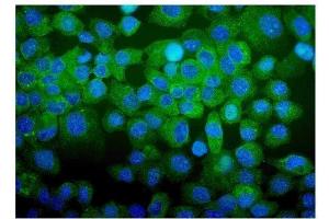 IF analysis of CDC123 using anti-CDC123 antibody (ABIN7599284). (CDC123 antibody  (AA 1-336))