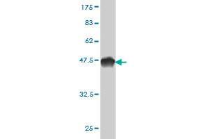 Western Blot detection against Immunogen (44. (Mps1 antibody  (AA 1-176))