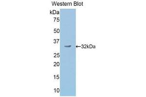 Western Blotting (WB) image for anti-Secretogranin II (SCG2) (AA 342-609) antibody (ABIN1176499) (SCG2 antibody  (AA 342-609))