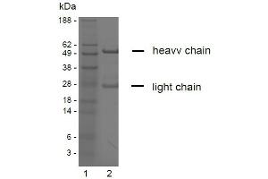 SDS-PAGE analysis of purified YD-9H8 monoclonal antibody. (Claudin 6/9 antibody)