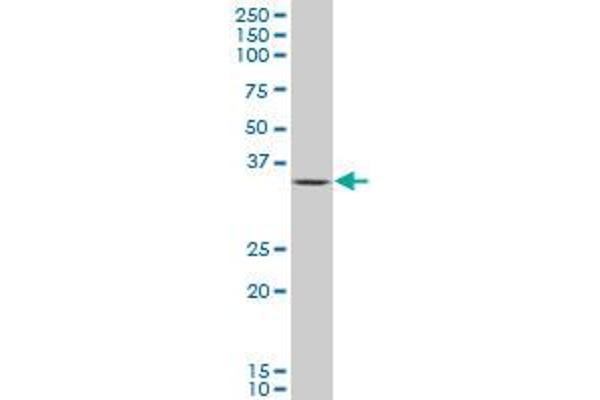 OTX1 antibody  (AA 10-116)