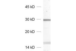 dilution: 1 : 1000, sample: crude synaptic vesicle fraction of rat brain (LP2) (RAB27A antibody)
