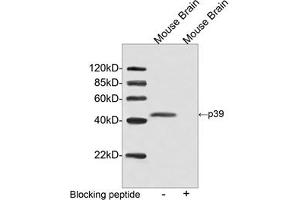 Western blot analysis of tissue lysate using p39 Antibody, pAb, Rabbit (ABIN399090, 2 µg/mL) The signal was developed with IRDyeTM 800 Conjugated Goat Anti-Rabbit IgG. (p39 (C-Term) antibody)