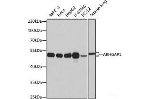 Western blot analysis of extracts of various cell lines using ARHGAP1 Polyclonal Antibody at dilution of 1:1000.