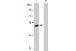 Western Blot analysis of DNAJC7 expression in transfected 293T cell line by DNAJC7 MaxPab polyclonal antibody. (DNAJC7 antibody  (AA 1-484))