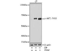 Western blot analysis of extracts of C6 cells, using Phospho--T450 Rabbit mAb (ABIN7271249) at 1:1000 dilution. (AKT1 antibody  (pThr450))