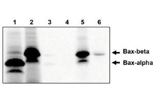 Image no. 1 for anti-BCL2-Associated X Protein (BAX) (AA 172-199), (Isoform beta) antibody (ABIN265017) (BAX antibody  (Isoform beta))