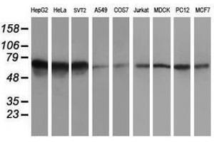 Image no. 2 for anti-5-Aminoimidazole-4-Carboxamide Ribonucleotide Formyltransferase/IMP Cyclohydrolase (ATIC) antibody (ABIN1496505) (ATIC antibody)
