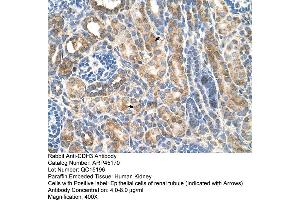 Human kidney (P-Cadherin antibody  (N-Term))