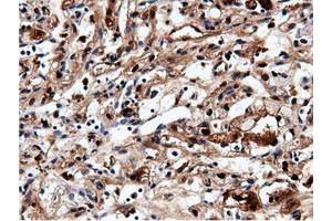 Image no. 14 for anti-5'-Nucleotidase Domain Containing 1 (NT5DC1) antibody (ABIN1499837) (NT5DC1 antibody)