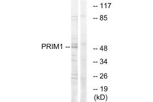 Western blot analysis of extracts from HepG2 cells, using PRIM1 antibody. (PRIM1 antibody  (C-Term))