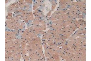 IHC-P analysis of Mouse Heart Tissue, with DAB staining. (MAP1A antibody  (AA 2552-2759))