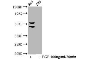 Western Blot Positive WB detected in 293 whole cell lysate(treated with EGF or not) All lanes Phospho-MAPK8/MAPK9/MAPK10 antibody at 1. (Recombinant MAPK8/MAPK9/MAPK1 (pThr183), (pThr183), (pThr221) antibody)