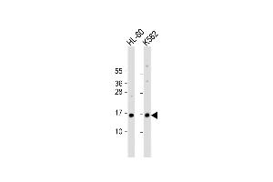 All lanes : Anti-SNRPD1 Antibody (Center) at 1:1000 dilution Lane 1: HL-60 whole cell lysate Lane 2: K562 whole cell lysate Lysates/proteins at 20 μg per lane. (SNRPD1 antibody  (AA 46-78))