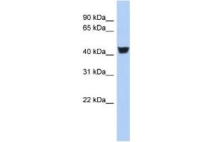 WB Suggested Anti-TH Antibody Titration:  0. (TH antibody  (N-Term))