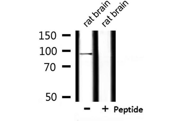 USP16 抗体  (N-Term)