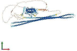 AlphaFold protein structure predicition of Human Recombinant STK10 Protein, UniprotID O94804 (STK10-A Protein (AA 1-968) (His tag))