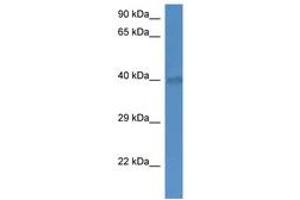 Image no. 1 for anti-Solute Carrier Family 25, Member 27 (SLC25A27) (AA 224-273) antibody (ABIN6746229) (SLC25A27 antibody  (AA 224-273))