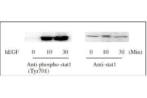 Western blot analysis of extracts from 100 ng/mL hEGF treated A431cells. (STAT1,STAT3,STAT5 ELISA Kit)