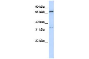Western Blotting (WB) image for anti-Tripartite Motif Containing 23 (TRIM23) antibody (ABIN2457927) (TRIM23 antibody)