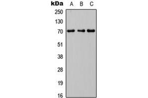 Western blot analysis of INPP5J expression in HEK293T (A), Raw264. (INPP5J antibody  (C-Term))