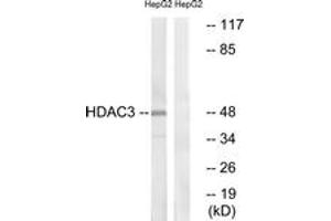 Western blot analysis of extracts from HepG2 cells, using HDAC3 (Ab-424) Antibody. (HDAC3 antibody  (AA 379-428))