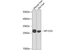 Western blot analysis of extracts of various cell lines using MT-CO3 Polyclonal Antibody at dilution of 1:1000. (COX3 antibody)