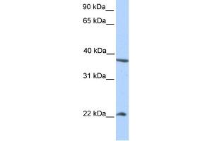 WB Suggested Anti-NEK7 Antibody Titration:  0. (NEK7 antibody  (N-Term))