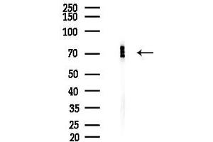 anti-Dihydropyrimidinase-Like 2 (DPYSL2) (pSer522) antibody