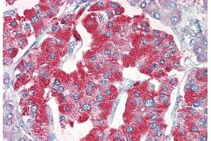ABIN5855385 (5 µg/ml) staining of paraffin embedded Human Pancreas. (SLC18A2 antibody)