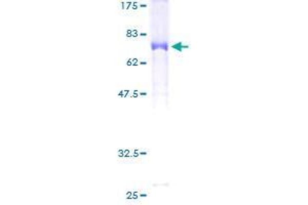 C17orf75 Protein (AA 1-396) (GST tag)