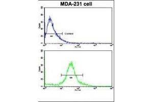 Flow cytometric analysis of MDA-231 cells using TI Antibody (N-term)(bottom histogram) compared to a negative control cell (top histogram). (TIMP1 antibody  (N-Term))