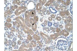 Image no. 1 for anti-ST3 beta-Galactoside alpha-2,3-Sialyltransferase 5 (ST3GAL5) (AA 151-200) antibody (ABIN321105) (ST3GAL5 antibody  (AA 151-200))