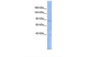 Image no. 1 for anti-Regulatory Factor X, 1 (Influences HLA Class II Expression) (RFX1) (AA 38-87) antibody (ABIN6737822) (RFX1 antibody  (AA 38-87))