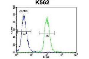 Flow cytometric analysis of K562 cells using  MITF Antibody (N-term) Cat. (MITF antibody  (N-Term))